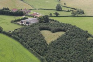 Heart shaped field