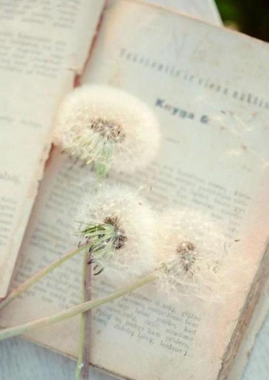 book dandelions